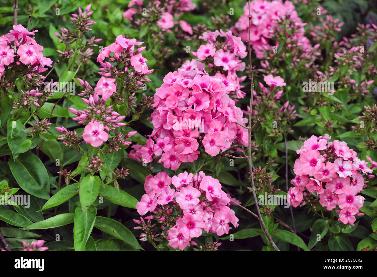 Giardino Phlox paniculata 'fiamma rosa' in fiore Foto Stock