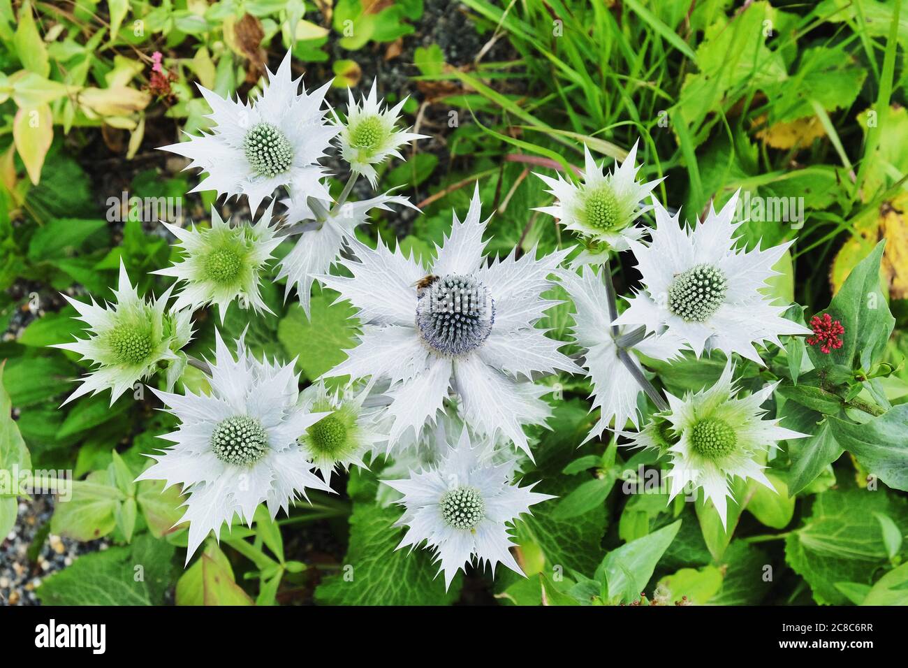 Eryngos, agrifoglio del mare alpino in fiore Foto Stock