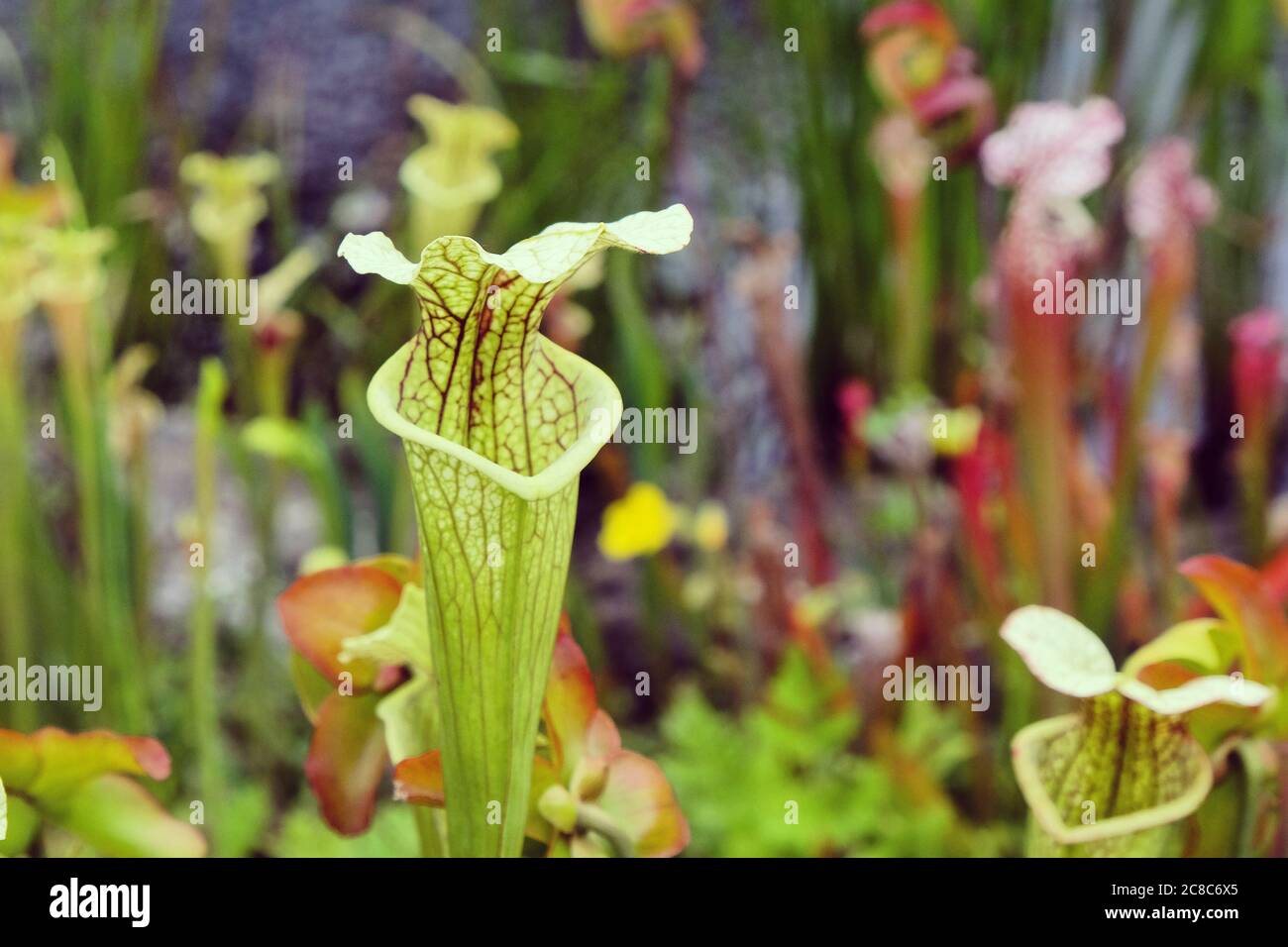 Picherplant tromba con tetto bianco Foto Stock