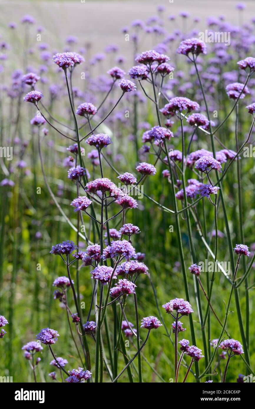 Verbena bonariensis ape e insetti che attraggono piante da giardino cottage Foto Stock