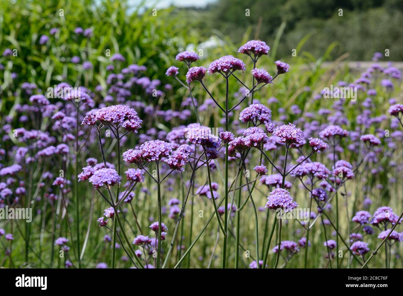 Verbena bonariensis ape e insetti che attraggono piante da giardino cottage Foto Stock
