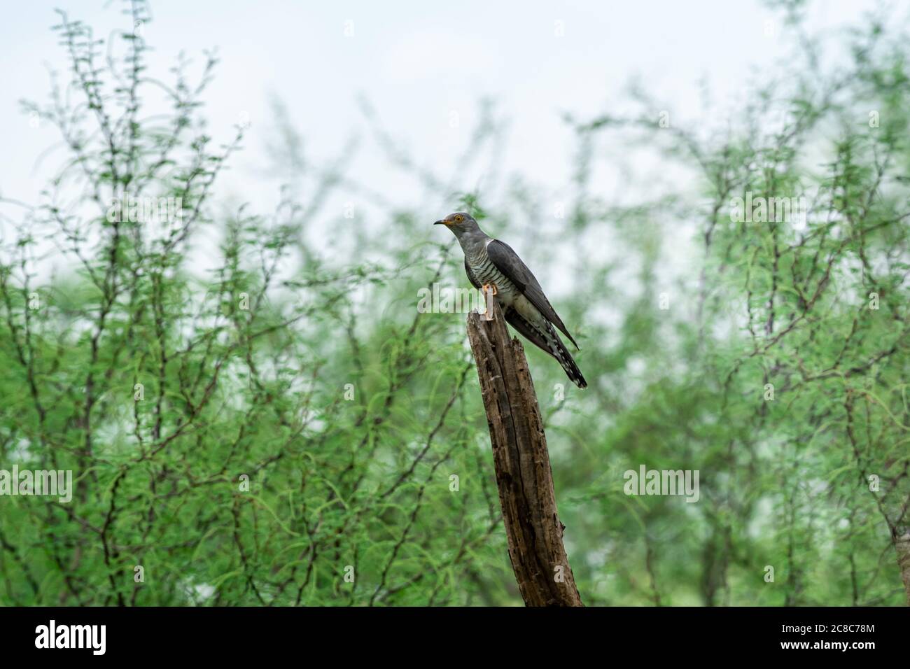 Cuculo eurasiatico o cucù comune o canoro di Cuculo arroccato su sfondo verde a foresta di jhalana o leopardo riserva jaipur rajasthan india Foto Stock