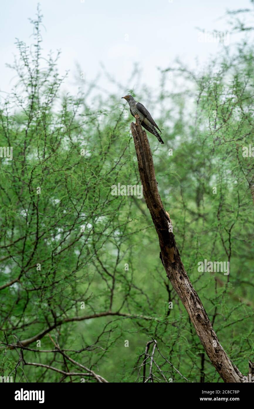 Cuculo eurasiatico o cucù comune o canoro di Cuculo arroccato su sfondo verde a foresta di jhalana o leopardo riserva jaipur rajasthan india Foto Stock