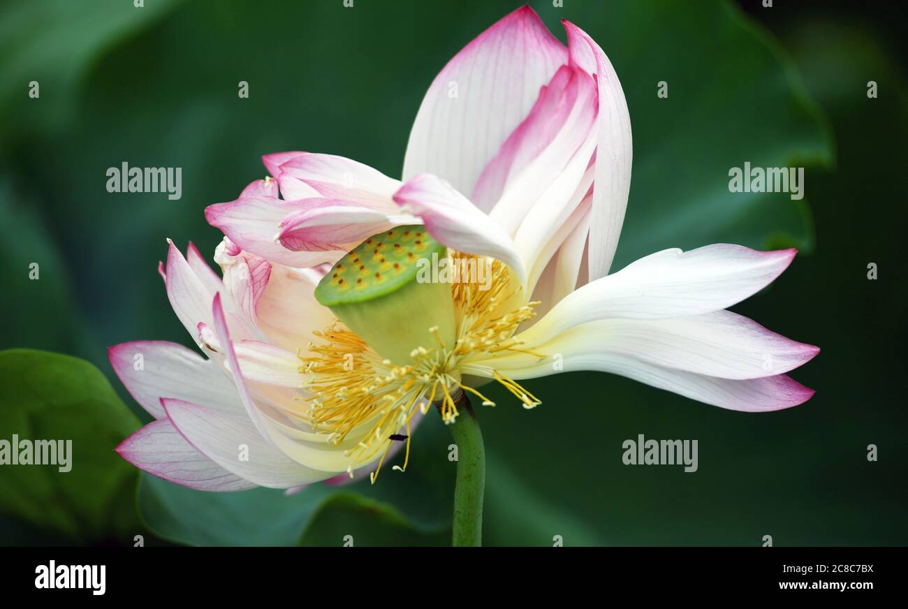Lotus Foto Stock
