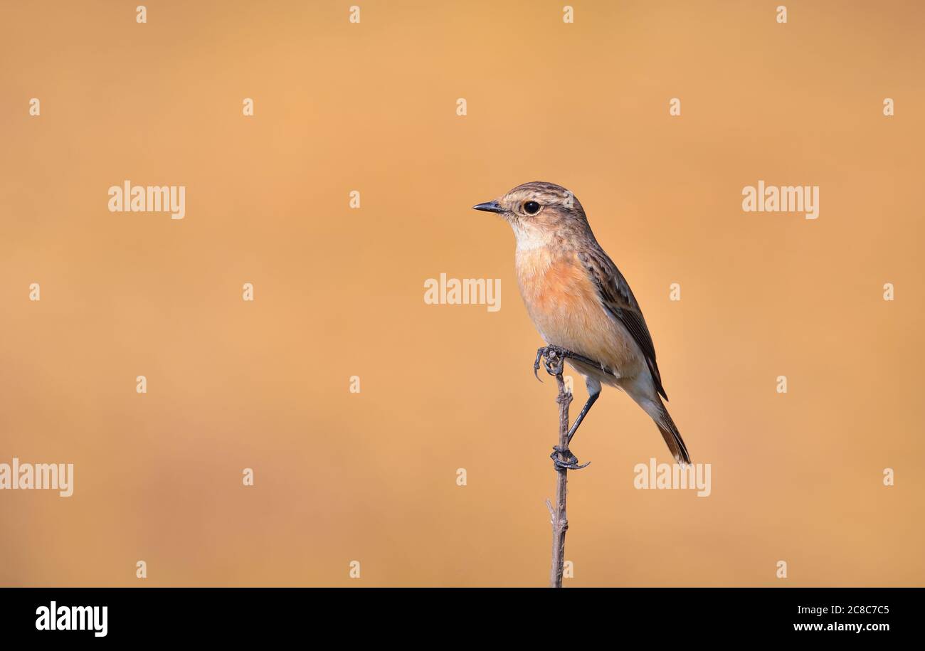La chat sulla pietra siberiana o la chat sulla pietra asiatica è una specie convalidata di recente della famiglia dei flycatcher del Vecchio mondo. Come gli altri flycatcher a trush Foto Stock