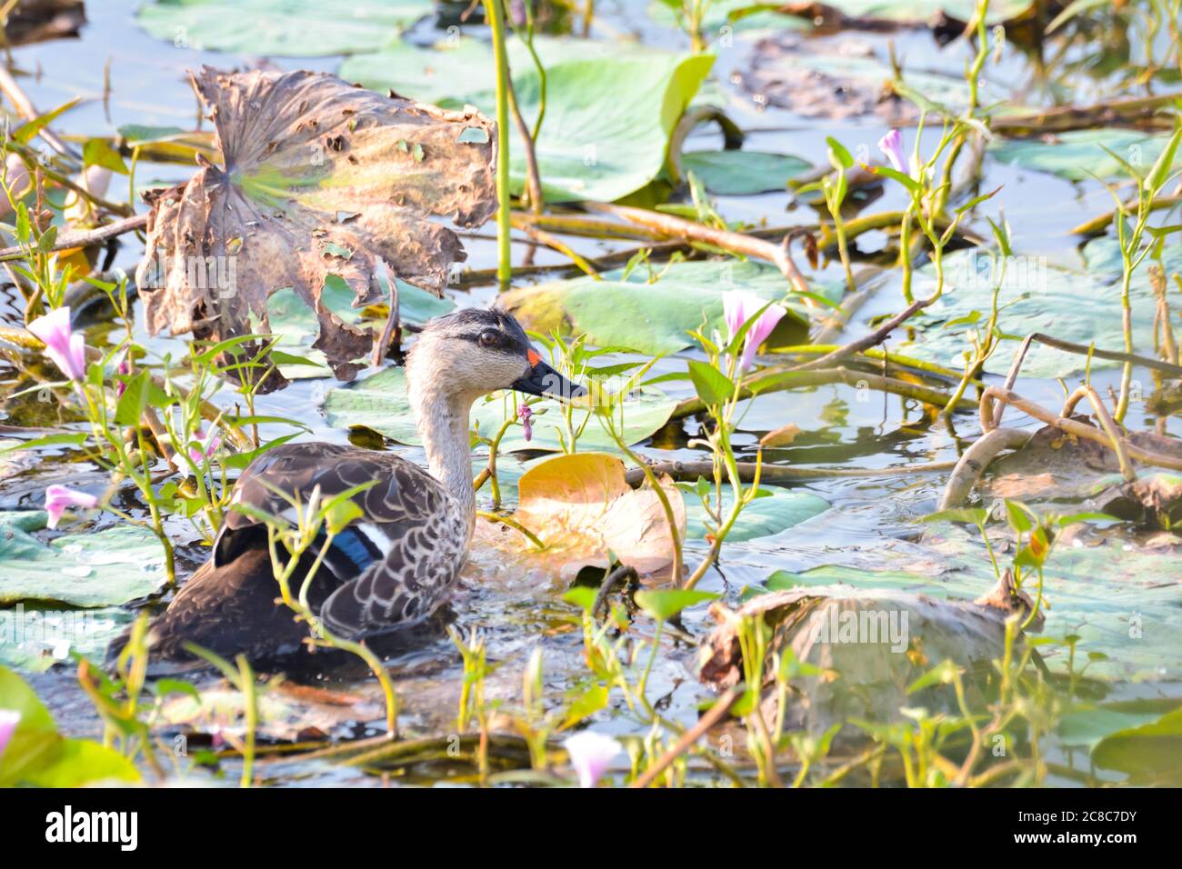 L'Indiano spot-fatturati Duck è una grande dedicarmi duck, che è un non-migratori anatra di allevamento in tutta zone umide d'acqua dolce nel subcontinente indiano. Foto Stock