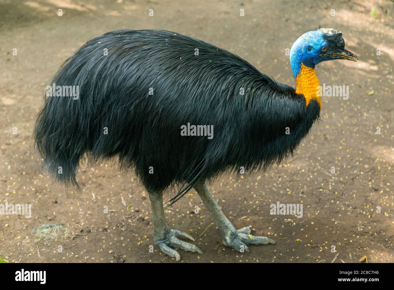 Bali Bird Park in Sanur Foto Stock