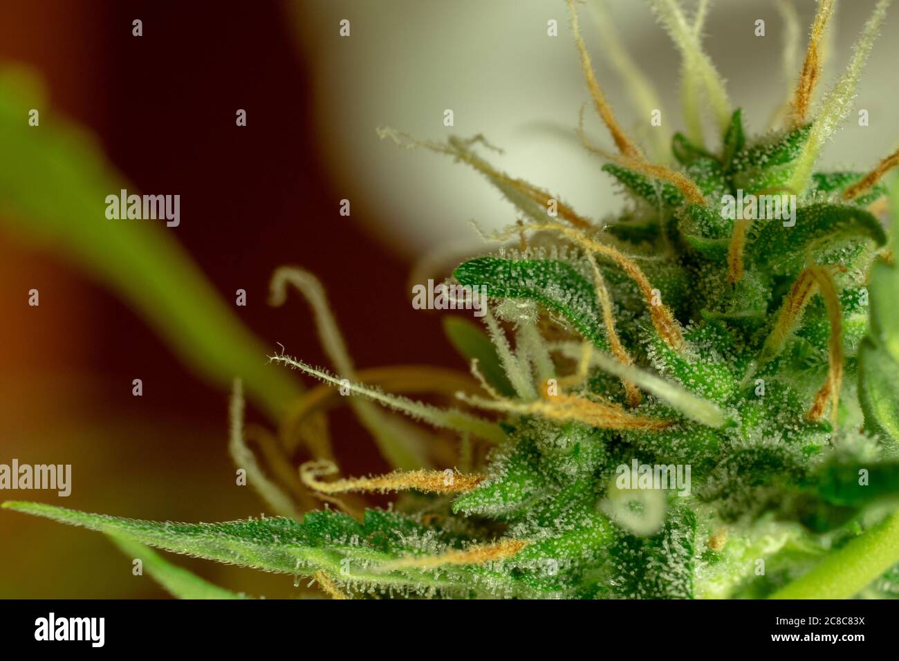 Macro foto di marijuana bud, tricomi di cannabis, pianta sativa. thc medico e ricreativo e cbd Foto Stock