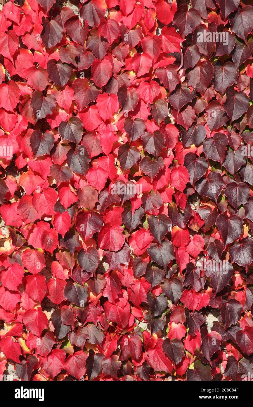 Virginia Creeper sfondo rosso autunno pieno colore crescente su giardino parete stock foto Foto Stock