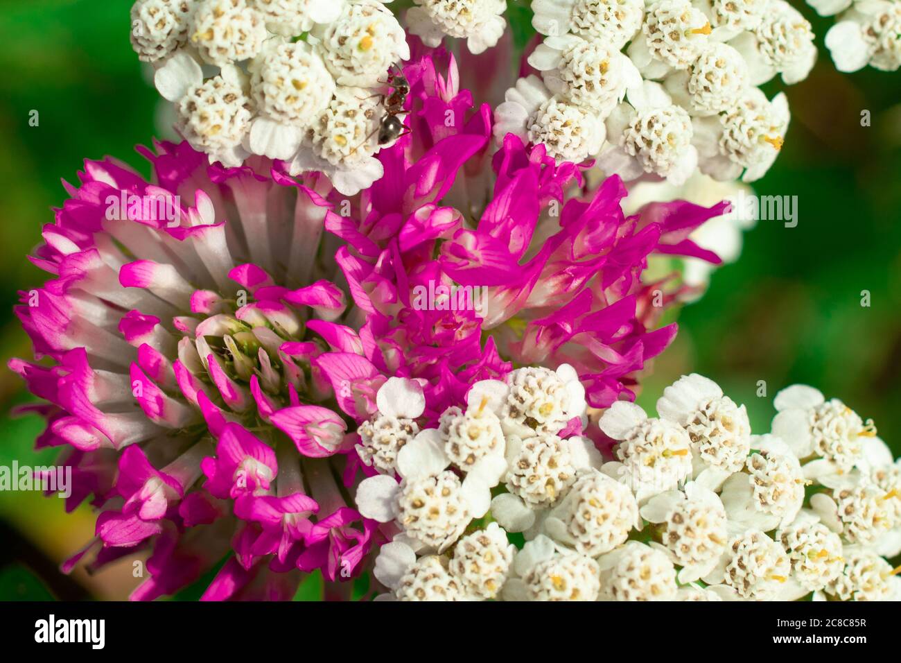 Bianco e viola fiore macro vista dall'alto, copia spazio sfondo naturale Foto Stock