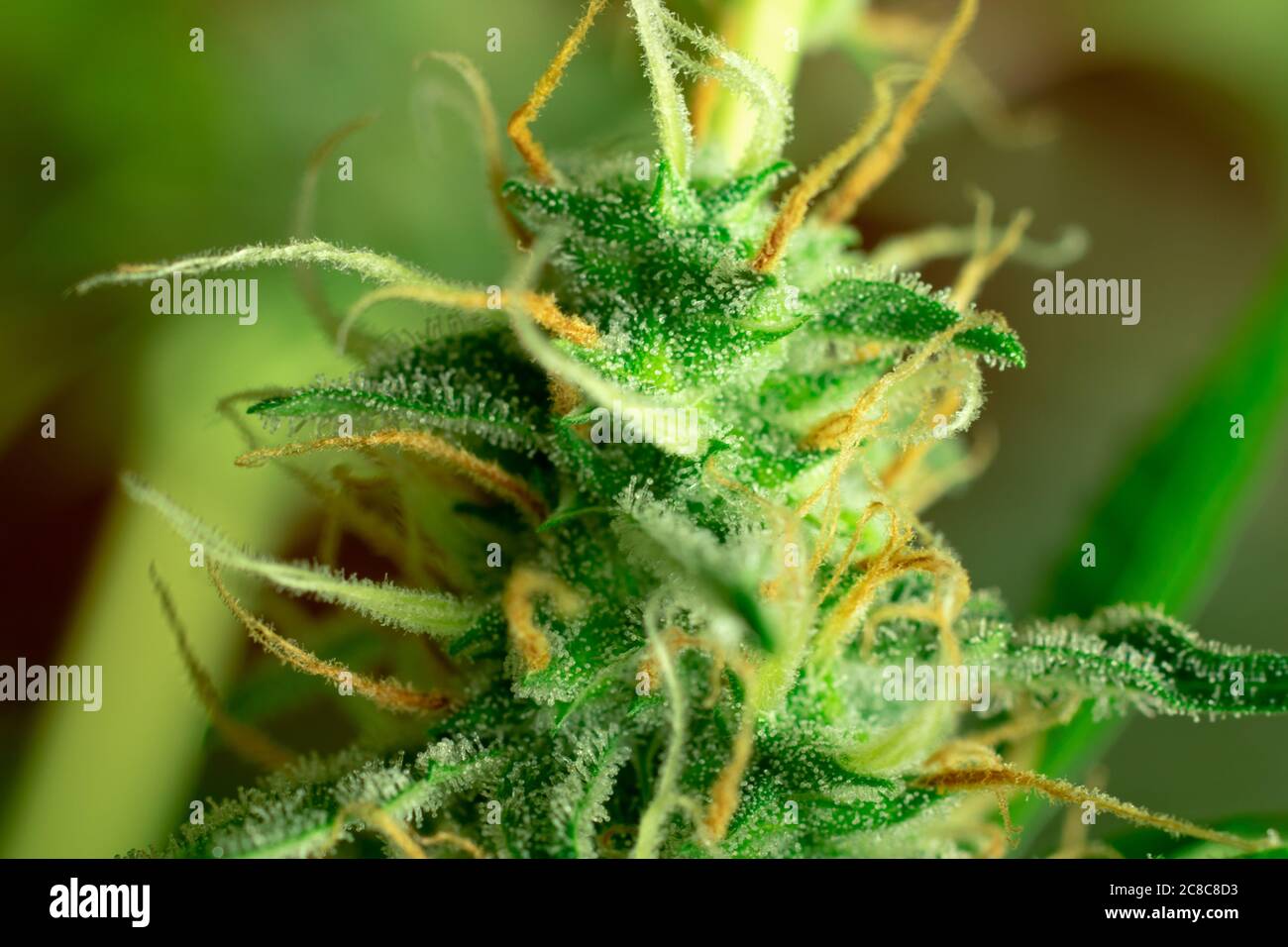 Marijuana macro foto. Cannabis sativa gemma da vicino, sfondo sfocato Foto Stock