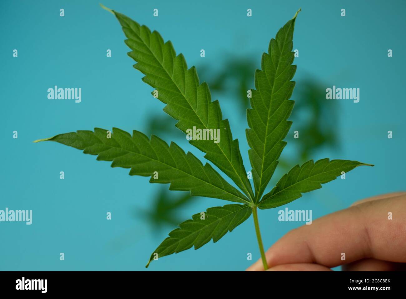 Cannabis marijuana foglia in mano da vicino, sfondo sfocato con erbacce Foto Stock