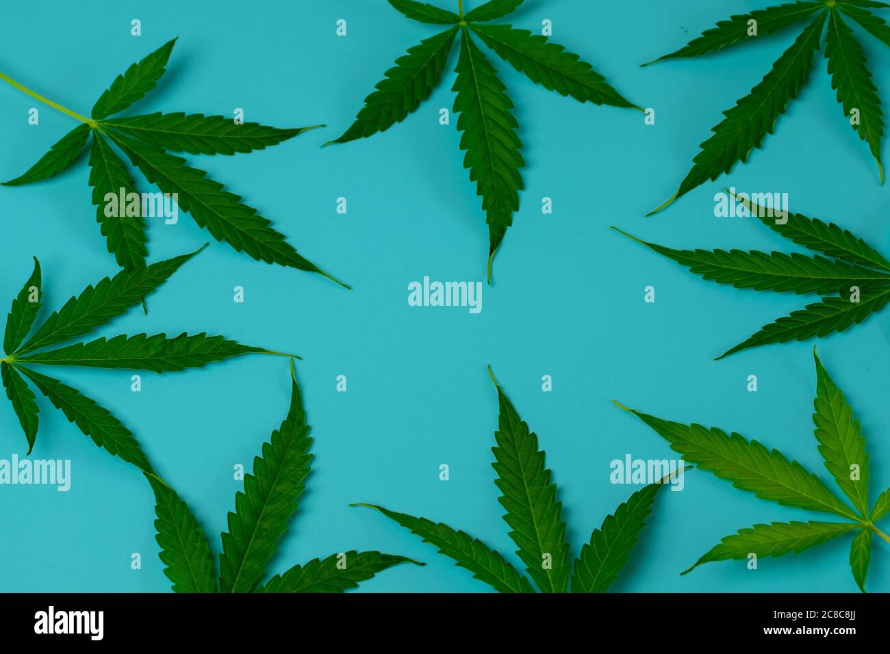 Foglie di cannabis su sfondo blu vista dall'alto con spazio di copia Foto Stock