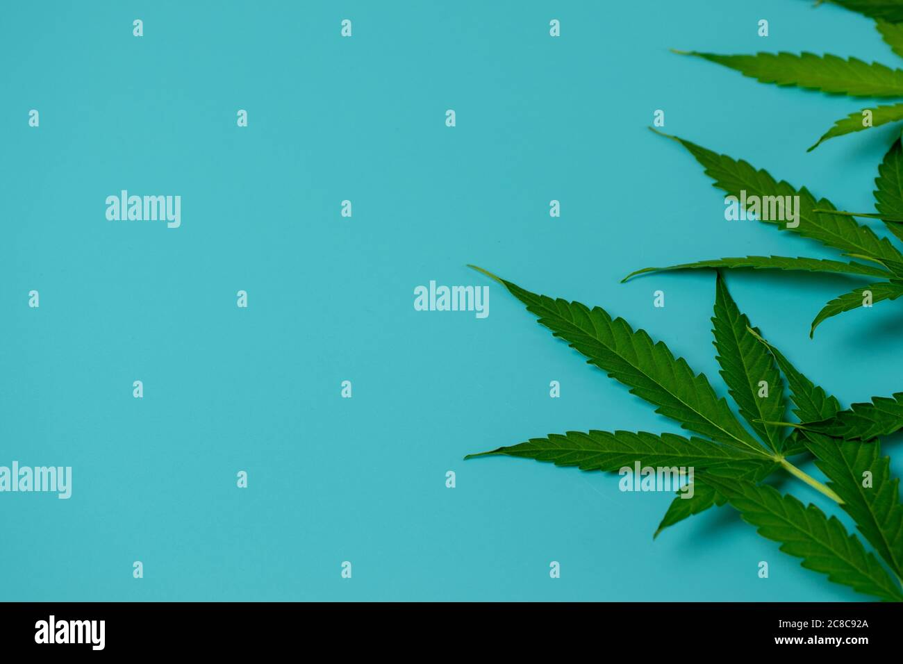 Foglia di cannabis su sfondo blu vista dall'alto con spazio per la copia. Pianta di marijuana. Modello di progetto Foto Stock