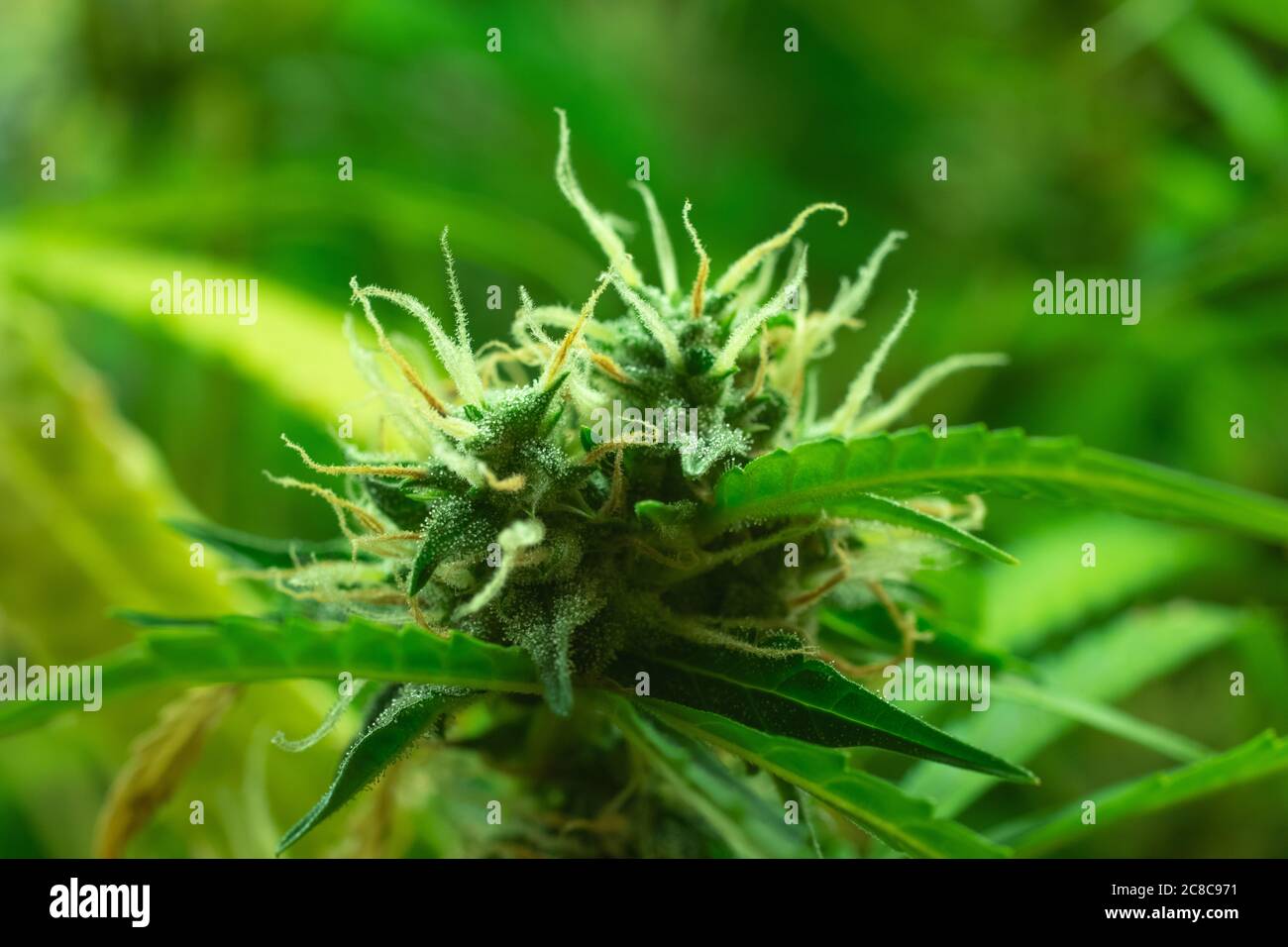 Pianta di cannabis di bud con foglia, macro foto di marijuana. Sfondo sfocato. Trichomes e capelli con THC Foto Stock