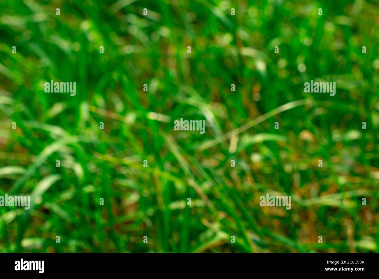 Spazio per la copia su sfondo verde erba sfocato. Modello di progetto. Sfondo della natura. Foto fuori fuoco Foto Stock