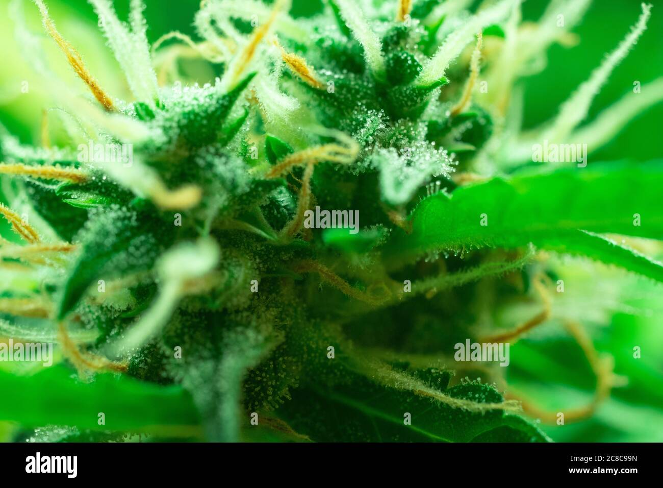 Macro foto di marijuana bud. THC visibile, cannabis sativa. Erbacce mediche Foto Stock