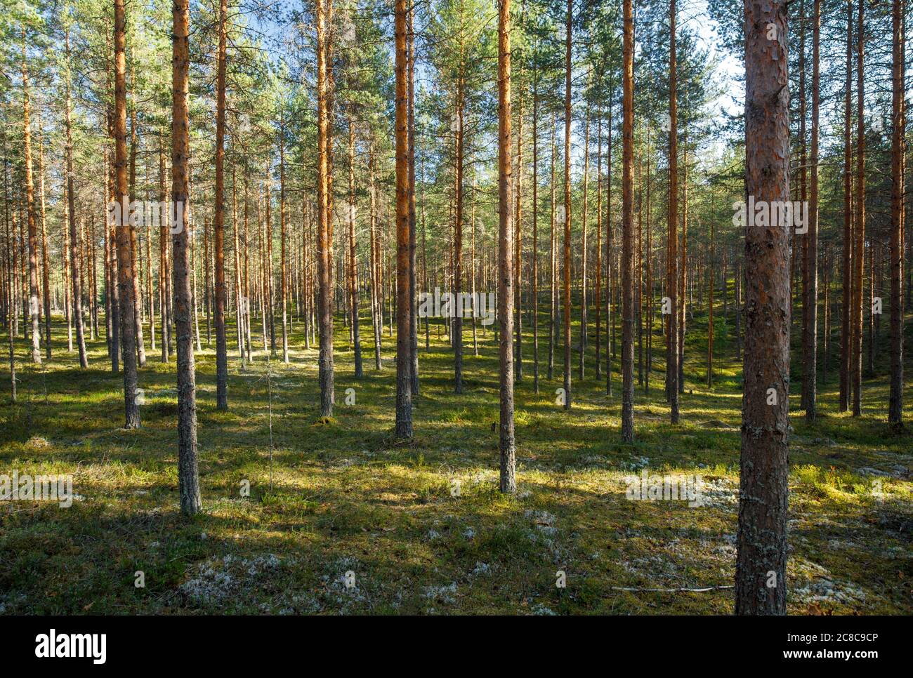 Giovane pineta europea assottigliata ( Pinus Sylvestris ) che cresce in età glaciale esker in estate , Lintharju Finlandia Foto Stock