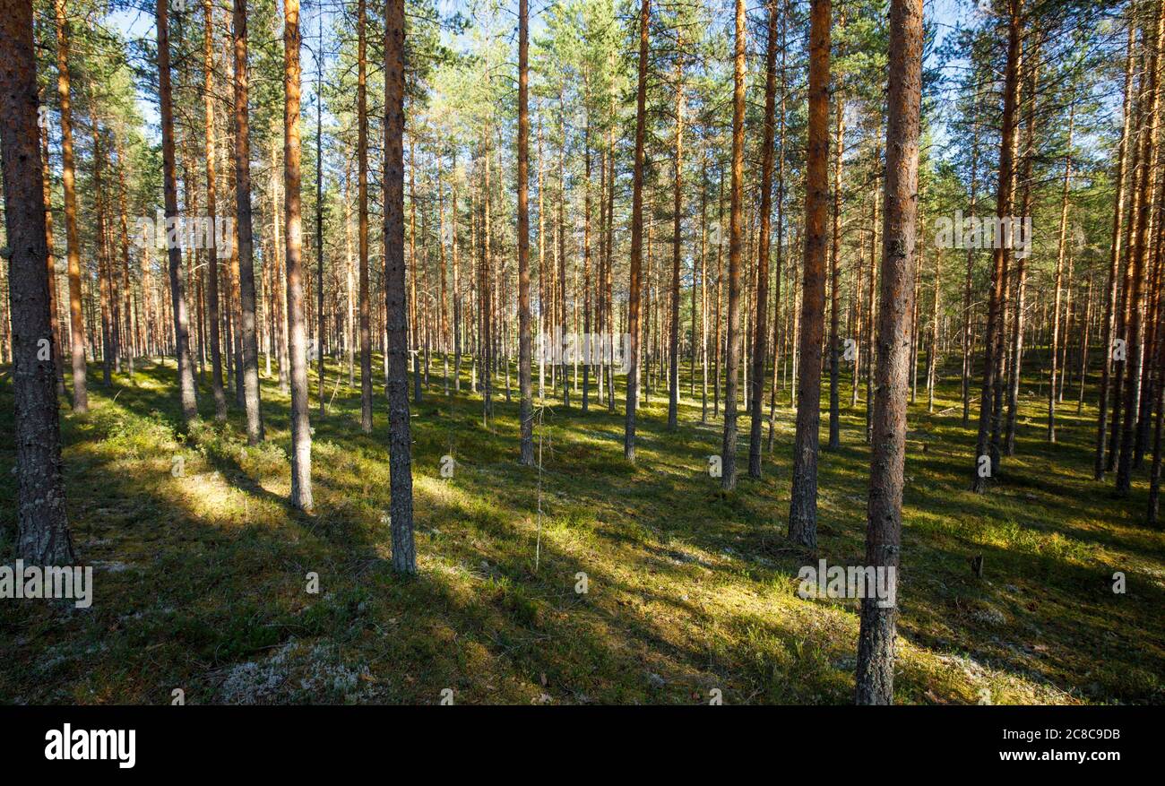 Giovane pineta europea assottigliata ( Pinus Sylvestris ) che cresce in età glaciale esker in estate , Lintharju Finlandia Foto Stock