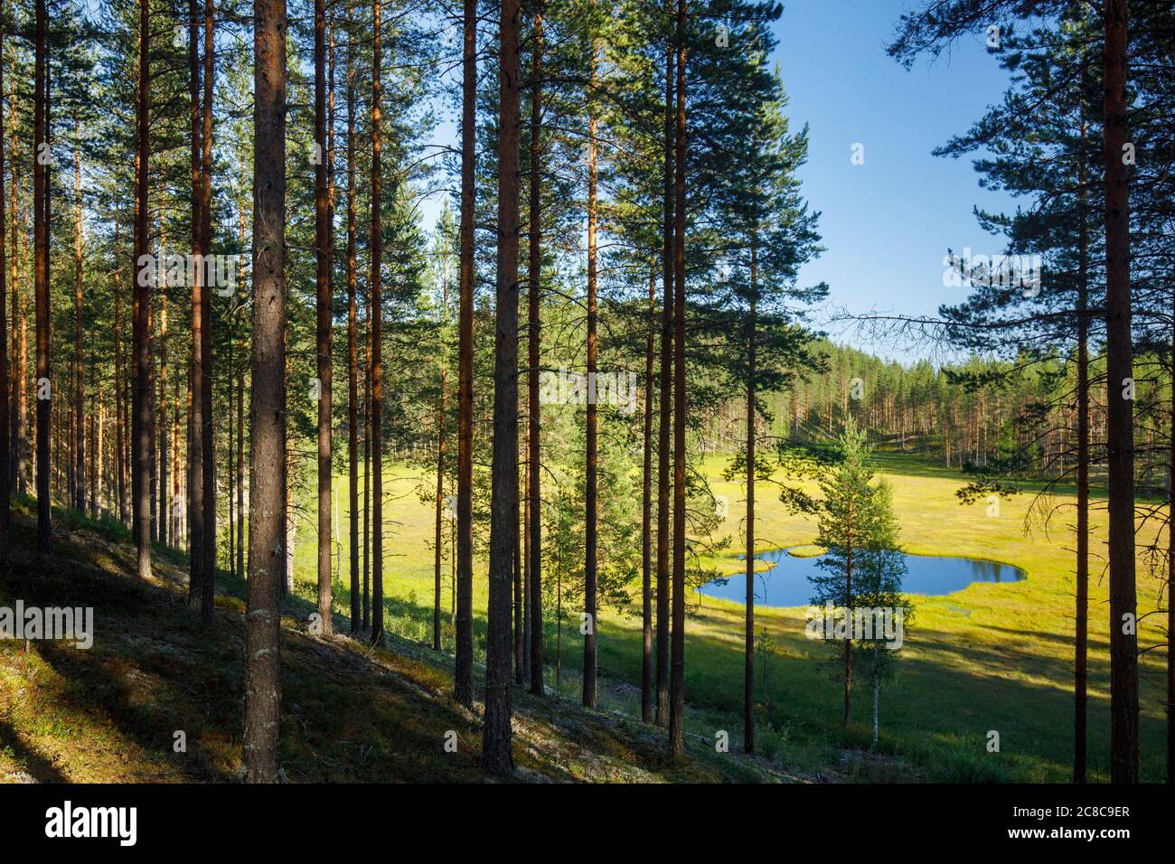 Eskers glaciali con alberi di pino in crescita ( Pinus Sylvestris ) e una piccola palude di lago in crescita nella foresta di taiga centrale a esker , Lintharju , Finlandia Foto Stock