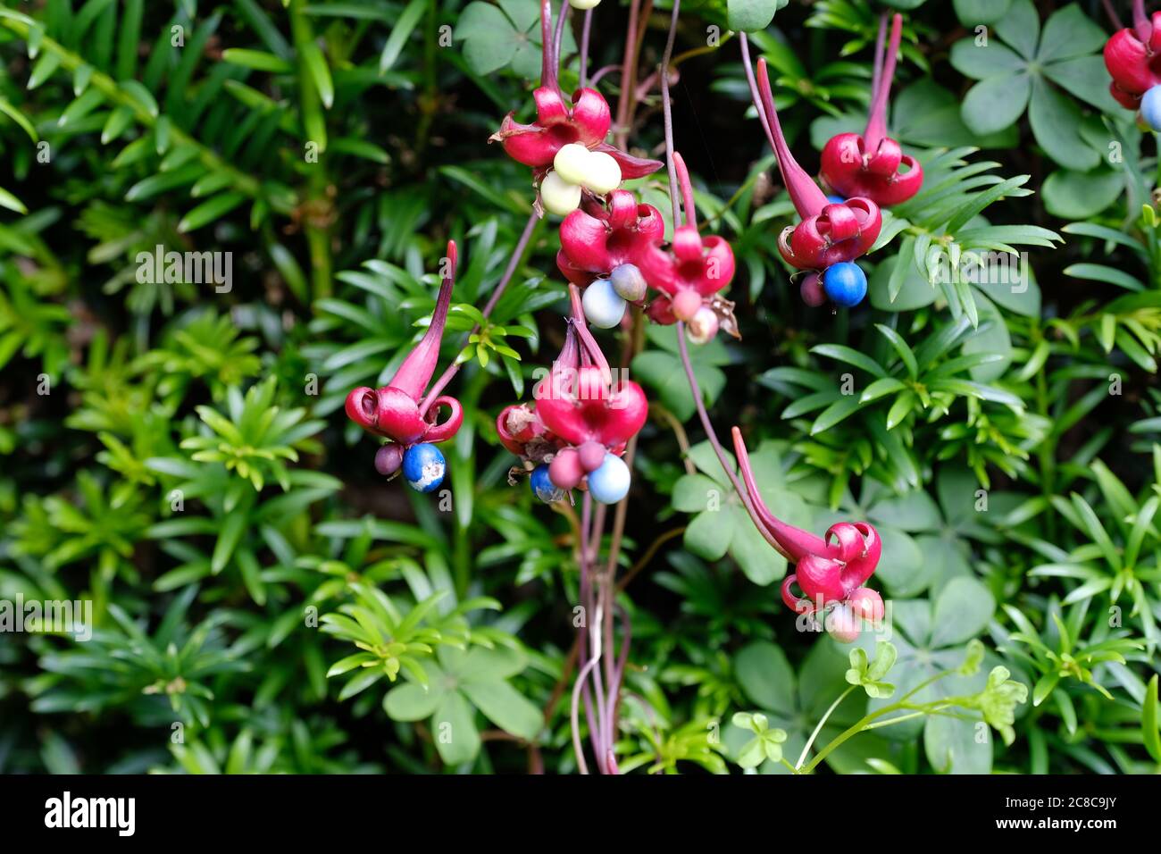 Fiore scozzese di fiamma, Tropaeolum speciosum. Delizioso, Scarlet Flower, Turchese-Blu, Berries, foglie divise, Cumbria, Inghilterra, clima del Nord. Foto Stock