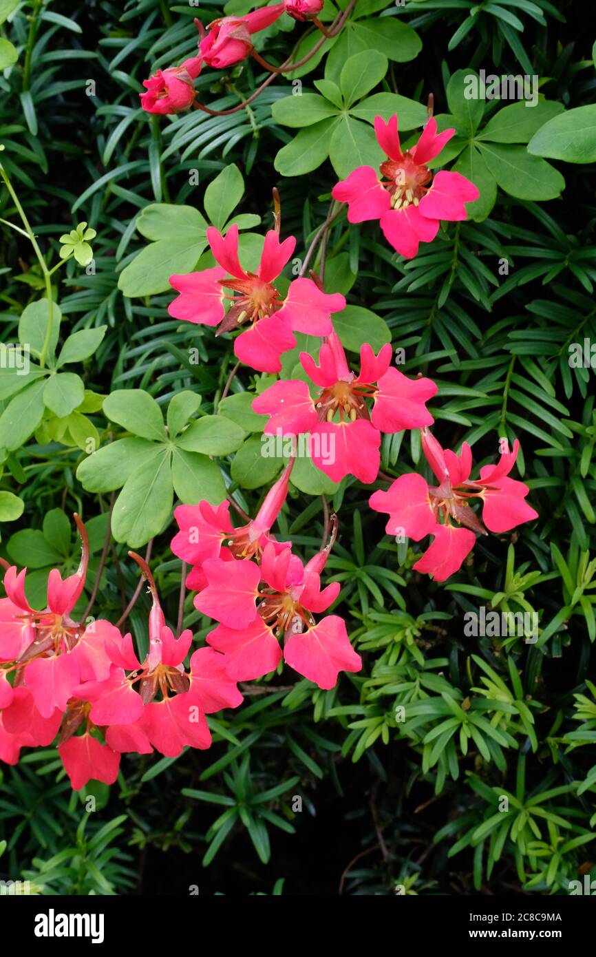 Fiore scozzese di fiamma, Tropaeolum speciosum. Delizioso, Scarlet Flower, Turchese-Blu, Berries, foglie divise, Cumbria, Inghilterra, clima del Nord. Foto Stock
