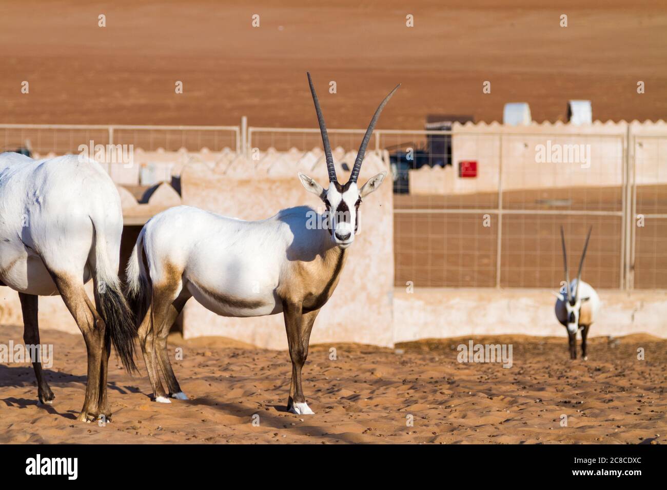 Grandi antilopi con corna spettacolari, Gemsbok, gazella Oryx, allevati in cattività nel deserto dell'Oman. Foto Stock