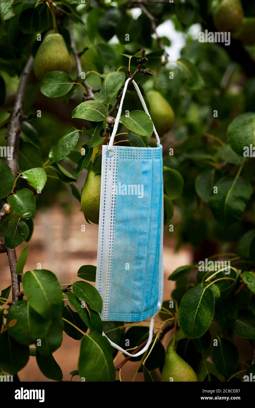 primo piano di una maschera chirurgica blu appesa ai rami di un albero di pera con frutti Foto Stock