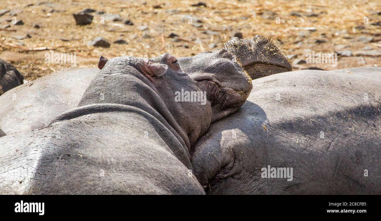 Primo piano di fioriture pigri ippopotami (Hippopotamus anfibio) che si bagnano insieme nel fango presso il loro lago, West Midland Safari Park UK. Animali di ippopotamo inattivi. Foto Stock