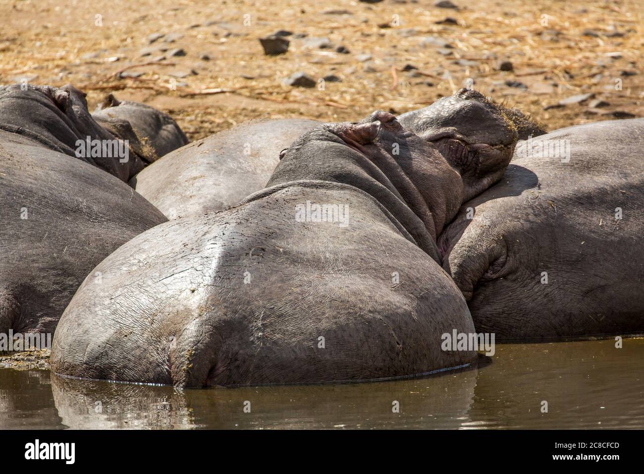 Primo piano su fondo ippopotamo! Estremità posteriore di un ippopotamo (ippopotamo anfibio) che si rilassa in acqua con mandria, fiorire insieme al sole. Foto Stock