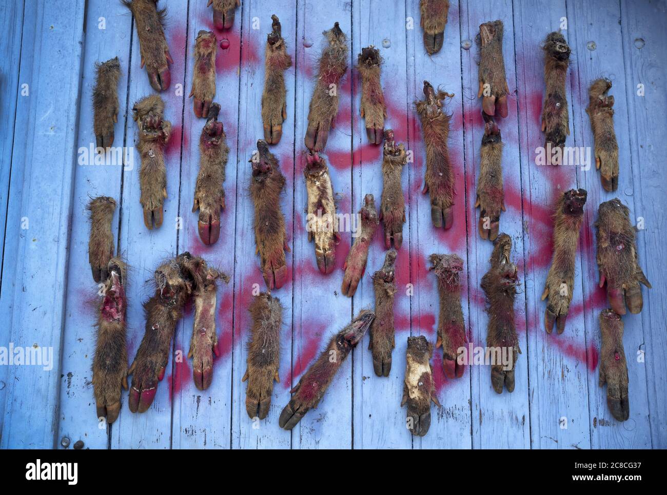 Gli zoccoli di cinghiale, inchiodati ad una porta in Francia Foto Stock