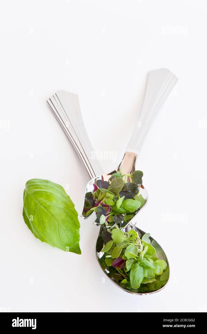 Diversi micro verdi (o micro-verdi, micro foglie) su sfondo bianco Foto Stock