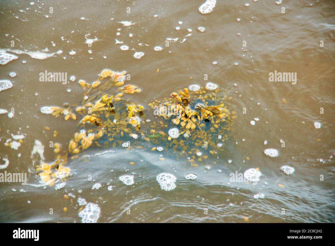 Mare Bianco Fucus Belomorsky , alghe brune, genere di alghe brune trovato nelle zone intermaree di litorale roccioso Foto Stock