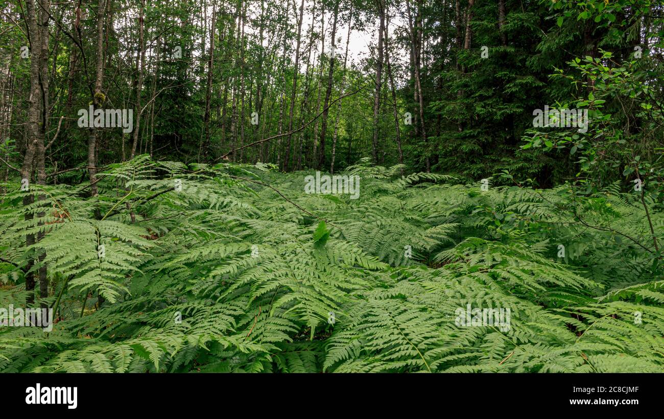 Le felci sono una pianta senza fiori che ha fronde di piuma o fronde e riproduce da spore rilasciate dai lati inferiori dei fronti. I felci hanno un vascu Foto Stock