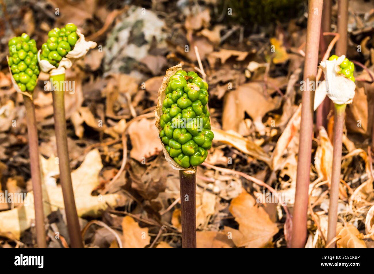 Jack-in-the-pulpito frutta, Arisaema trifyllum. Fiori selvatici primaverili. Grappolo di bacche lucenti - prima verde poi rosso in tarda estate e autunno. Legno bagnato Foto Stock