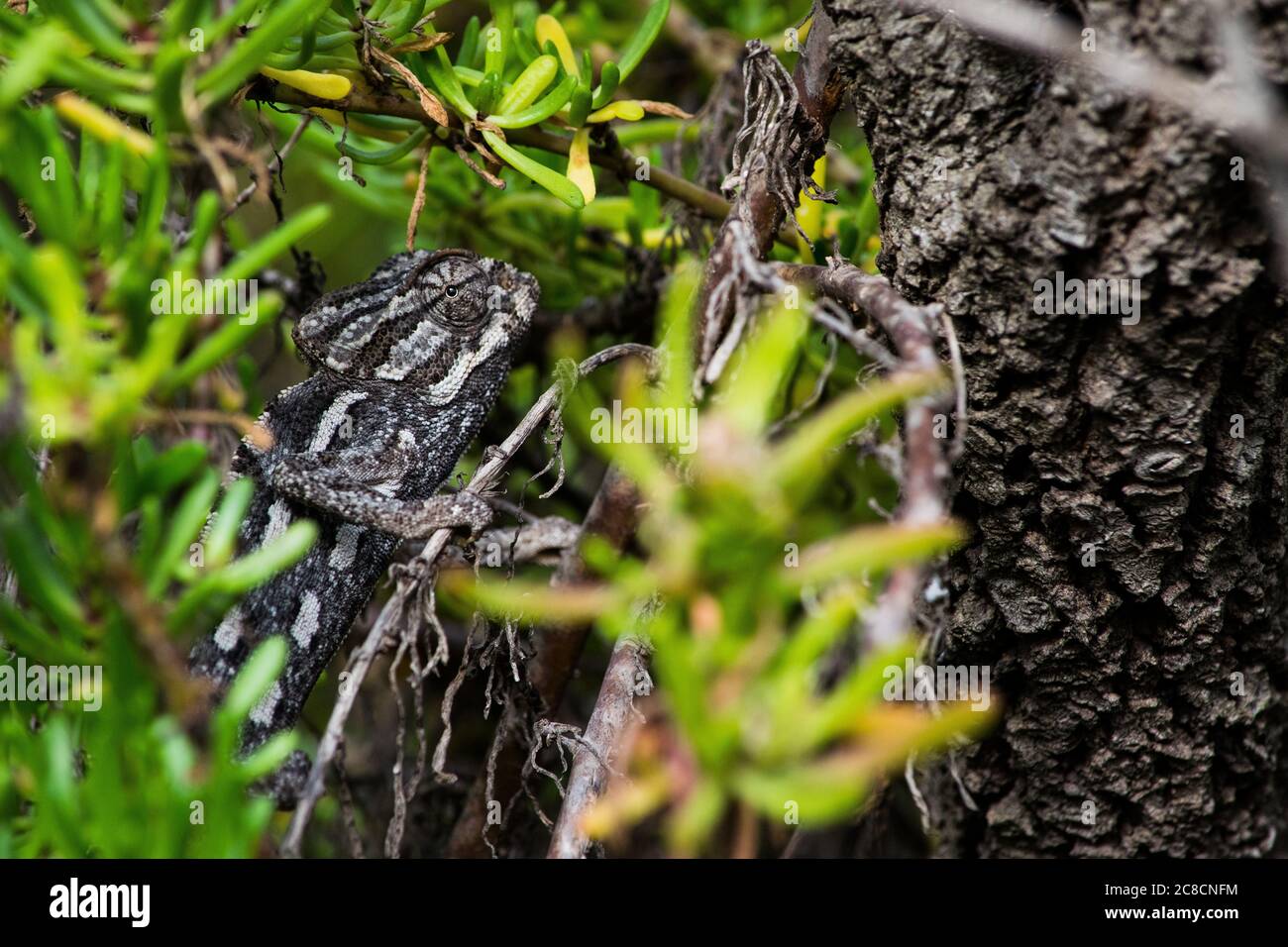 Un camaleonte mediterraneo che si nasconde in camuffamento tra piante succulente nella campagna maltese. Foto Stock