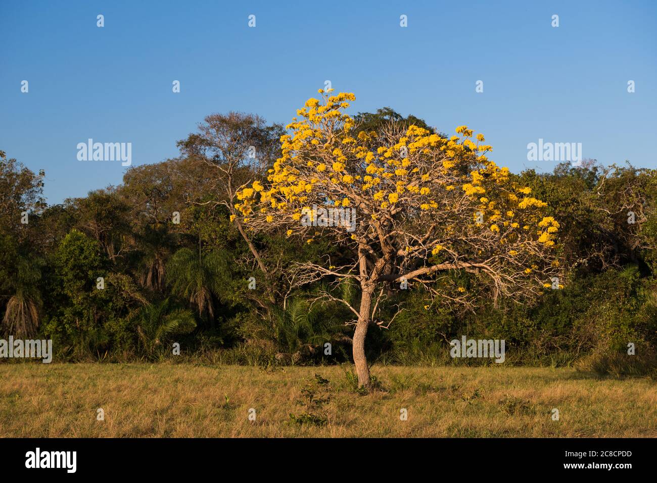 Un albero giallo Tabebuia in fiore, a Pantanal Sud, Brasile Foto Stock