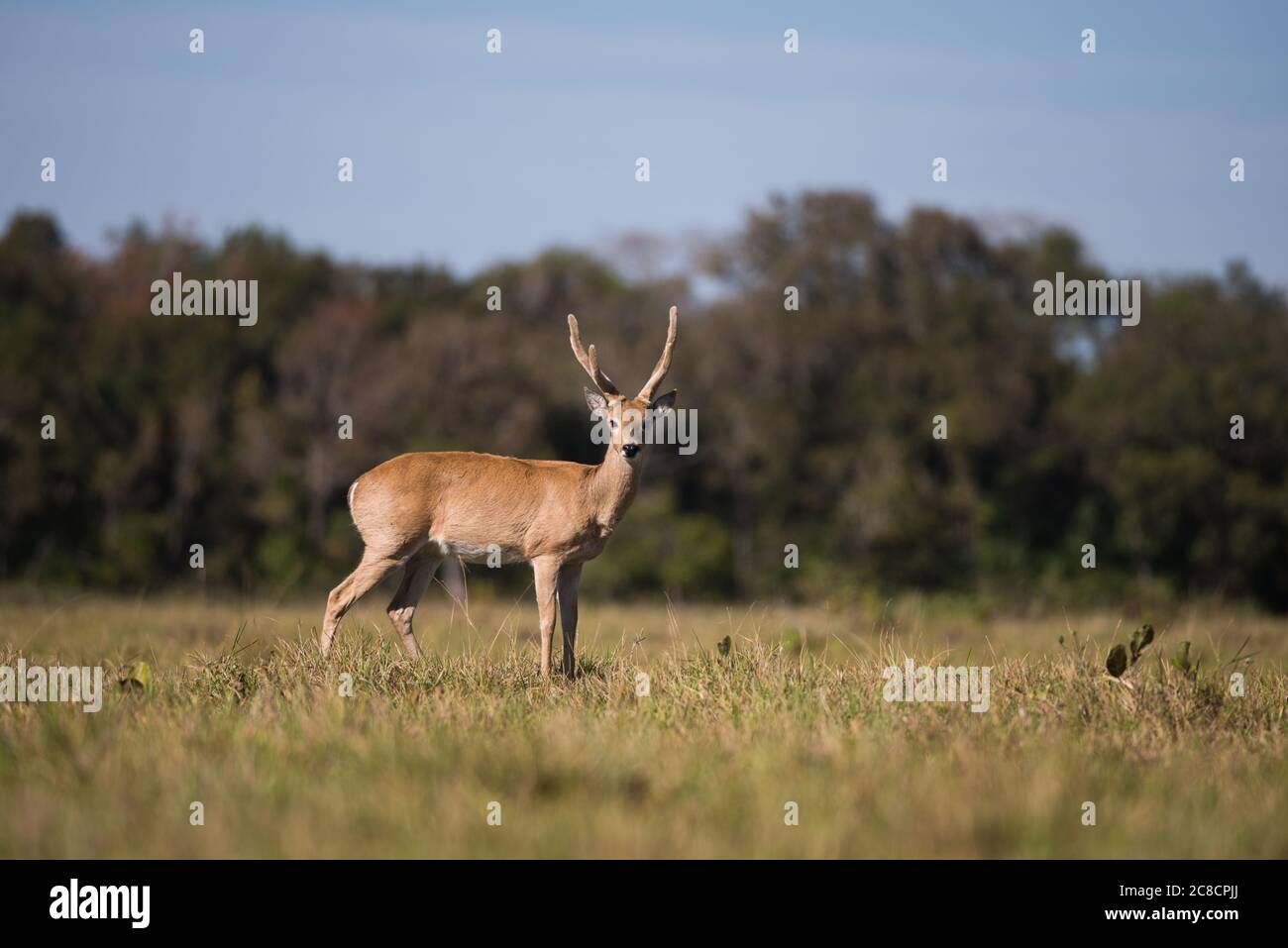 Pampas Deer (Ocotoceros becoarticus) maschio da Pantanal Sud, Brasile Foto Stock