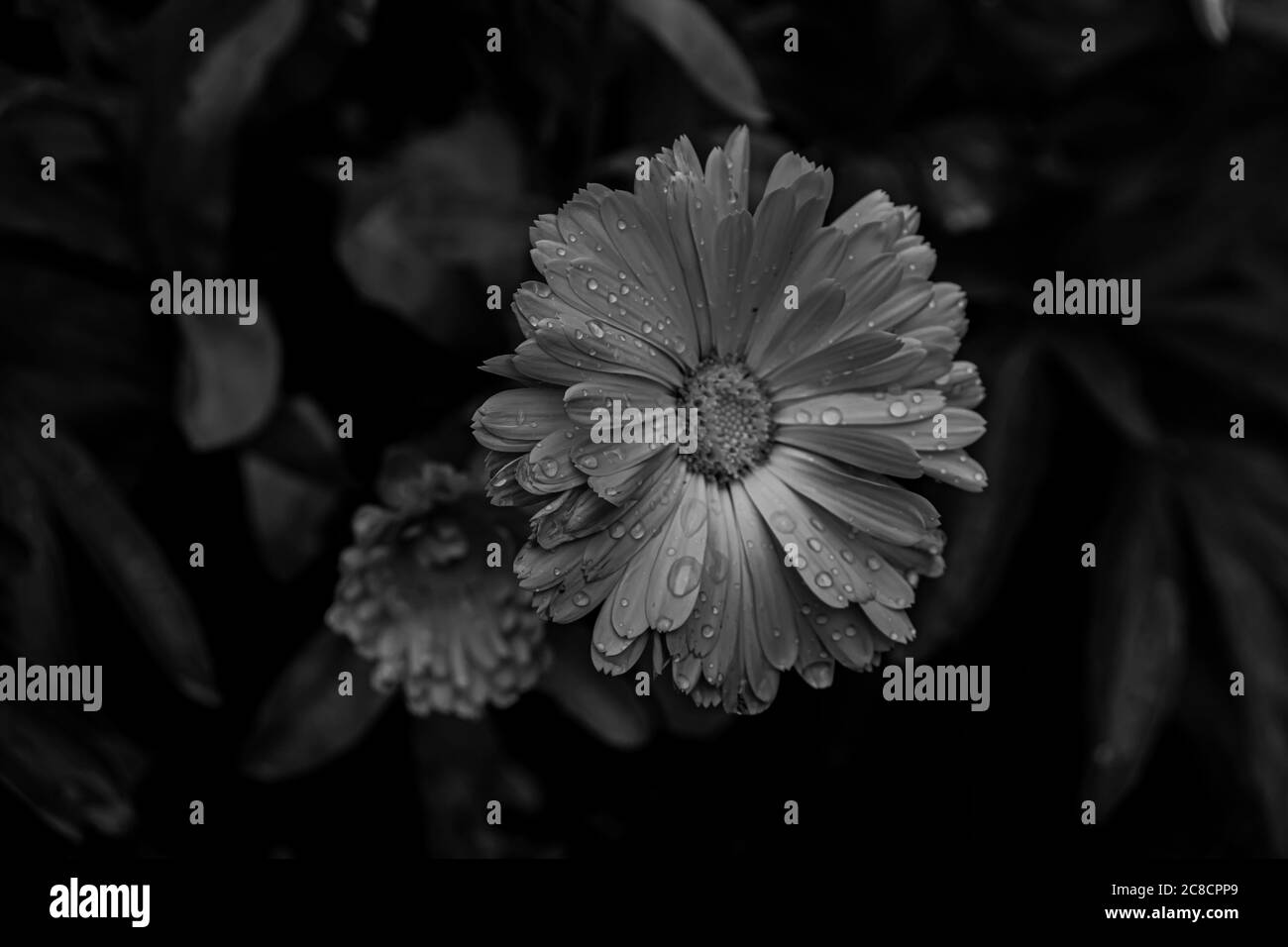 Blume a Schwarz weiß Foto Stock