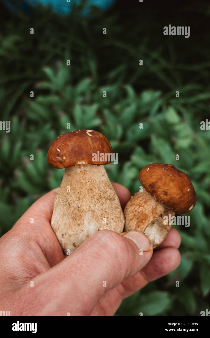 Mano presa uomo Boletus Foto Stock