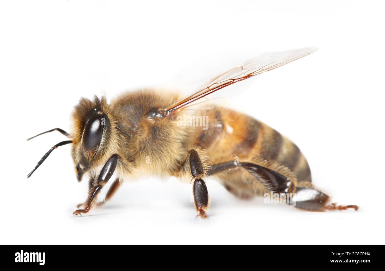 ape isolato su sfondo bianco, macro Foto Stock