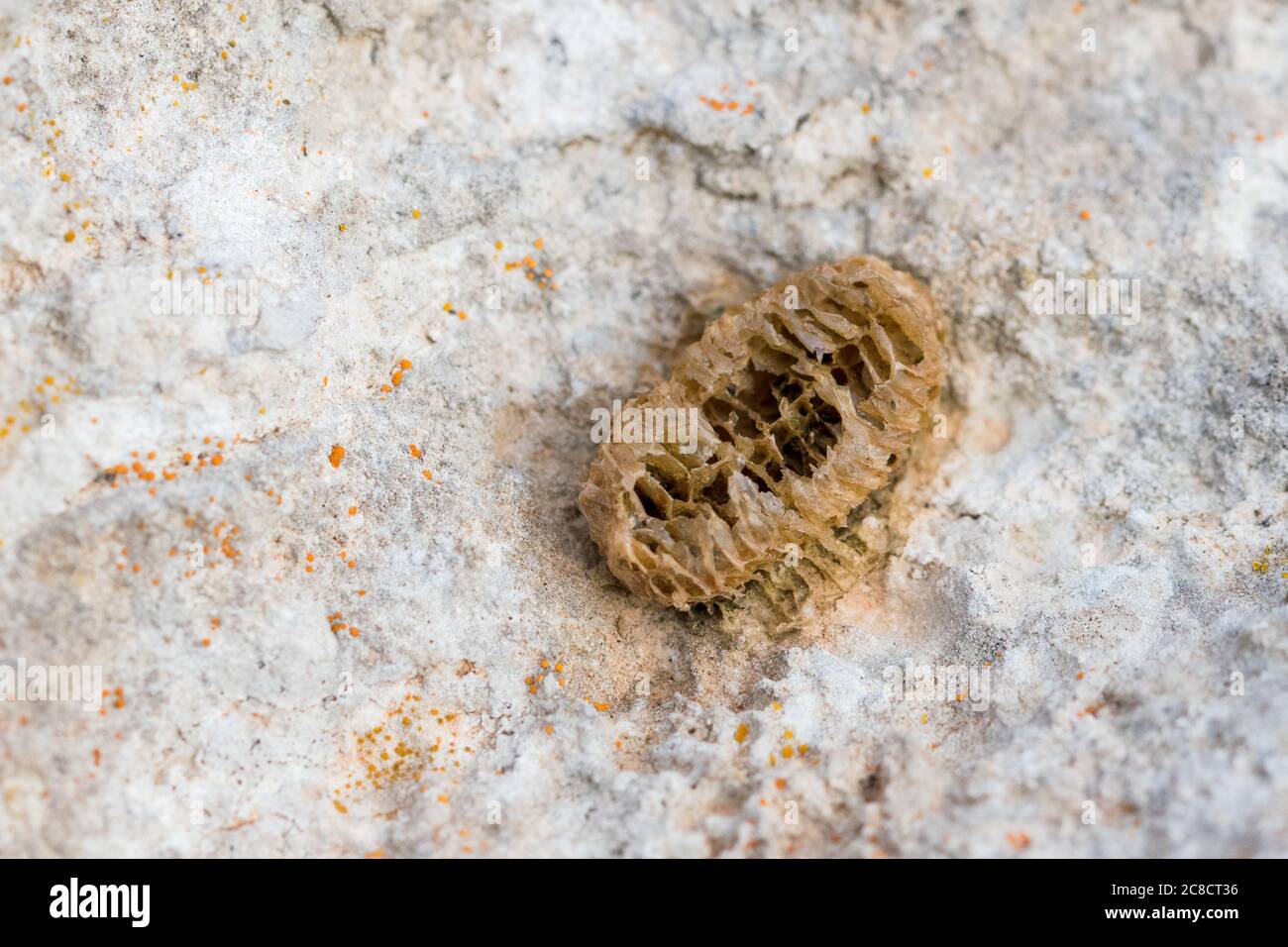 Resti abbandonati di un sacco di uovo di insetto bloccato su un Roccia nella campagna maltese Foto Stock