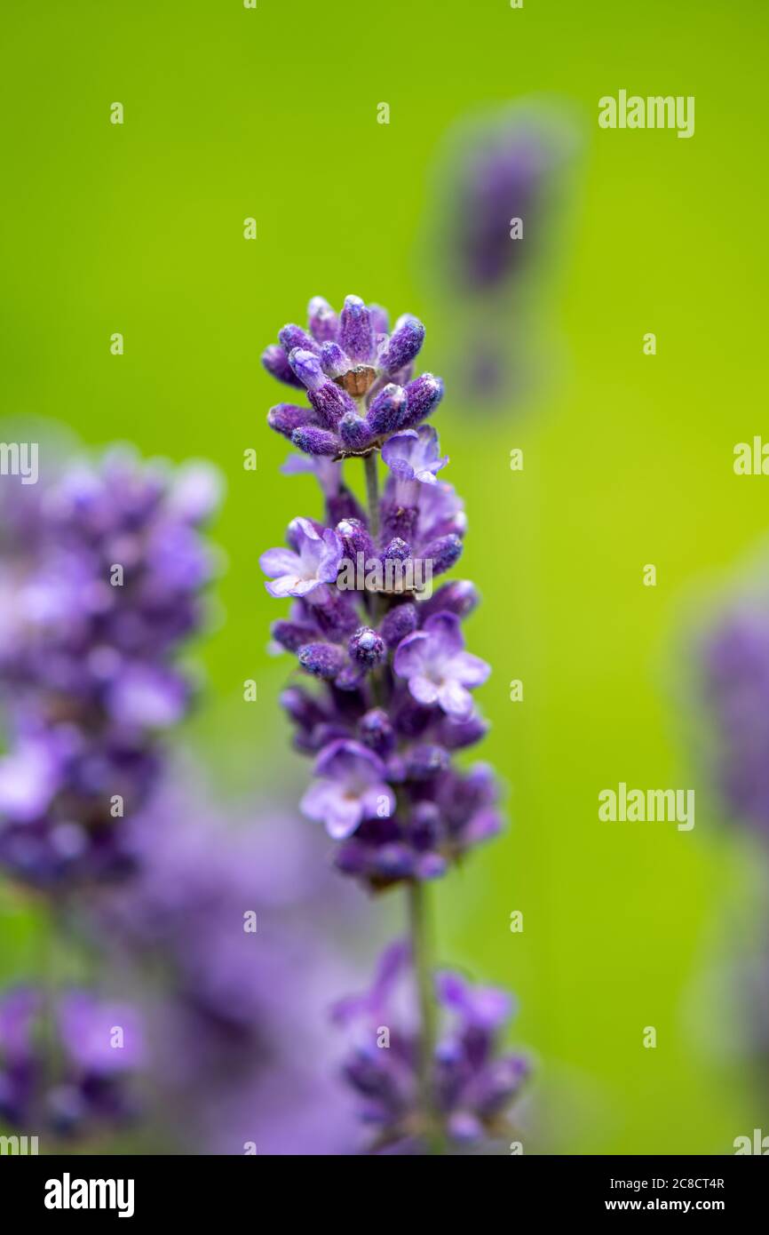 Lavanda [Lavandula angustifolia] testa di fiore Foto Stock