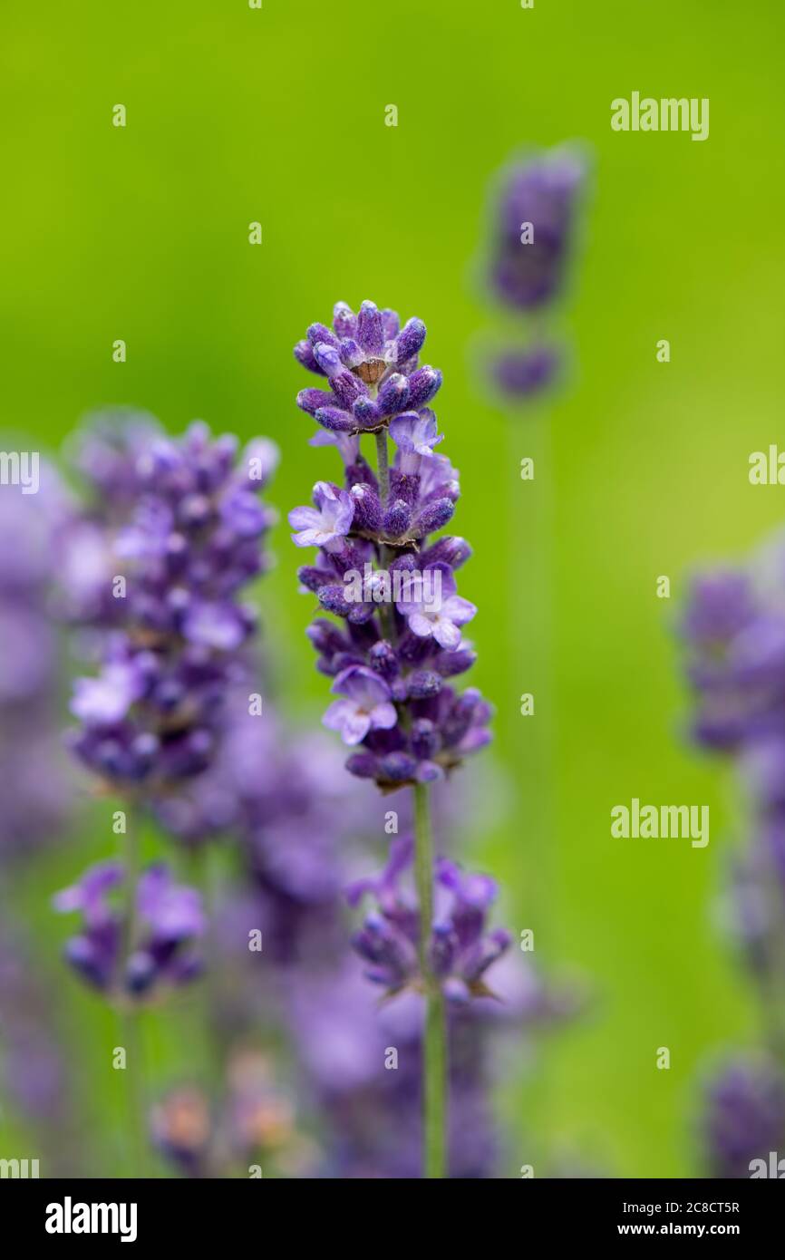 Lavanda [Lavandula angustifolia] testa di fiore Foto Stock