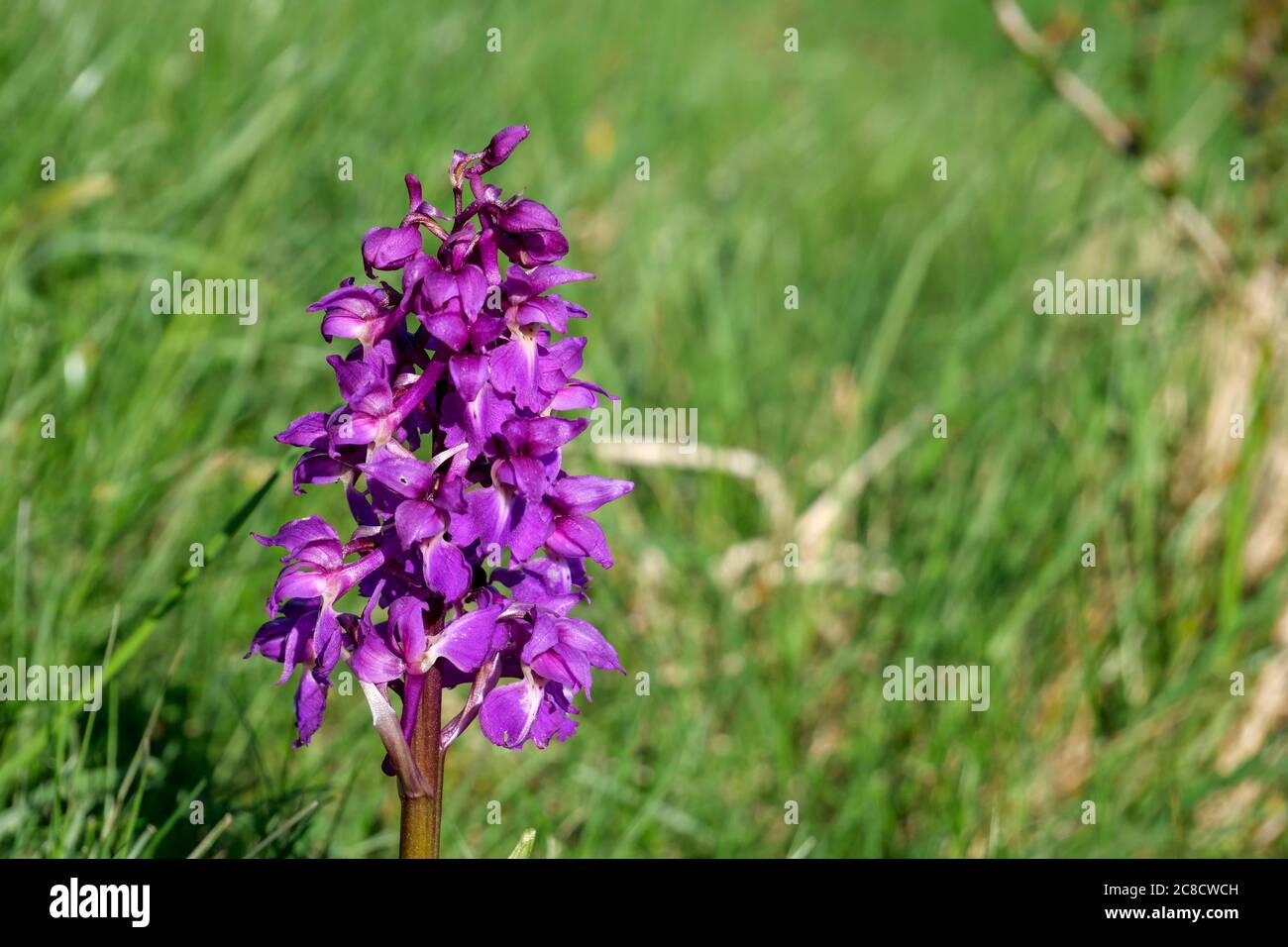 Orchidea viola Orchis mascola in fiore Derbyshire Foto Stock