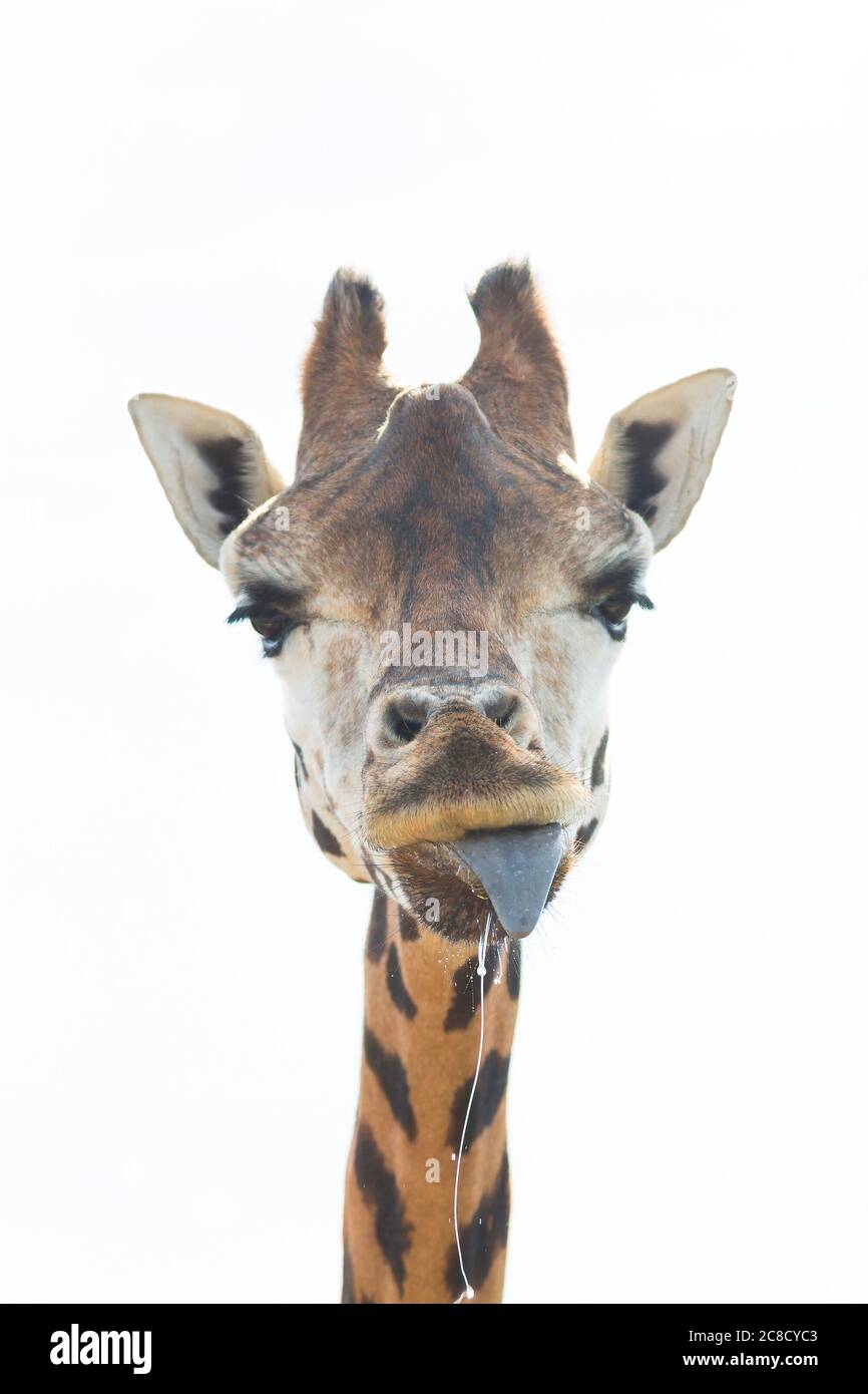 Primo piano ritratto di animale di giraffa (Giraffa camelopardalis) che stacca la lingua e che dribbling sputone dalla bocca, testa contro lo sfondo del cielo. Foto Stock