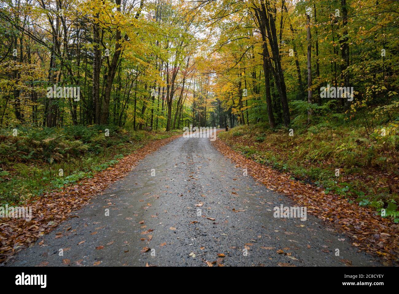 Strada bagnata e non asfaltata attraverso una colorata foresta autunnale in montagna in una giornata piovosa Foto Stock