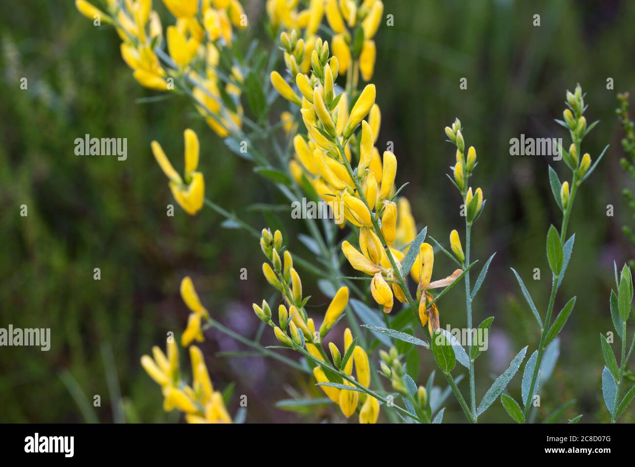 Genista tintoria, fiori gialli verdini di dyer in fuoco macro-selettivo prato Foto Stock