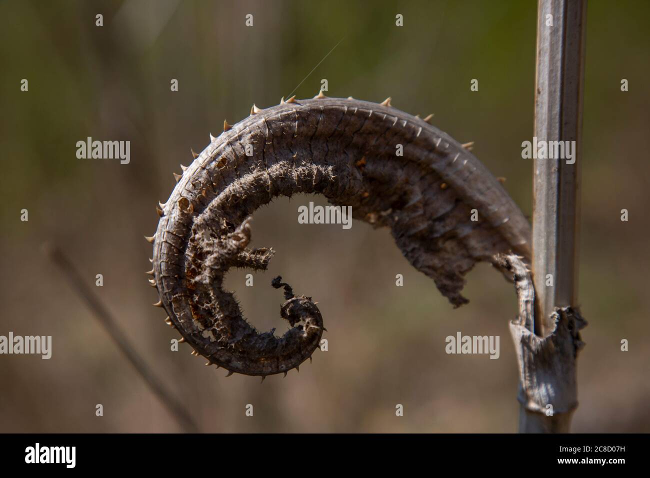 Foglia secca di cardo selvatico ritorto nella sequenza di Fibonacci Foto Stock