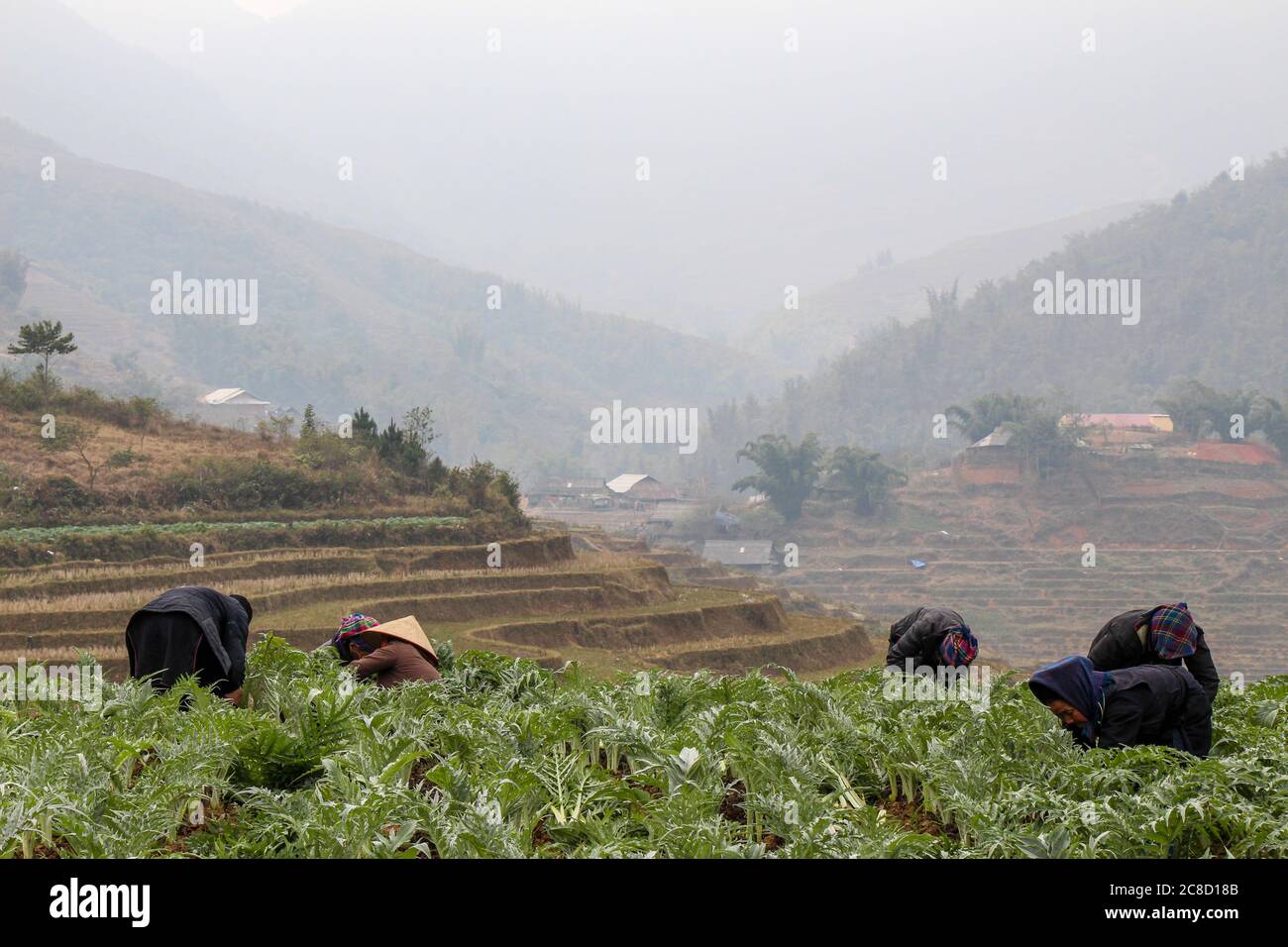 Sapa, Vietnam - 16 gennaio 2014: Membri di una tribù di Hmong Hill che lavora in una piantagione di colture nelle terrazze di riso Foto Stock